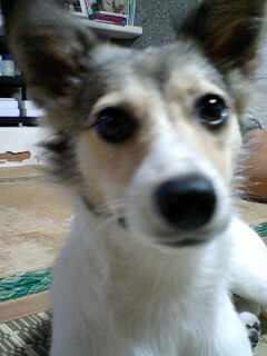 犬