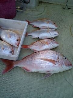 奄美大島・南海魚を販売