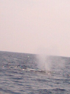 ダイビング後クジラ