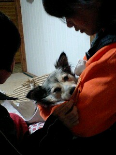 ランちゃん・交通事故