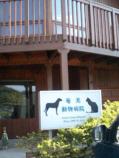 ランちゃん・交通事故