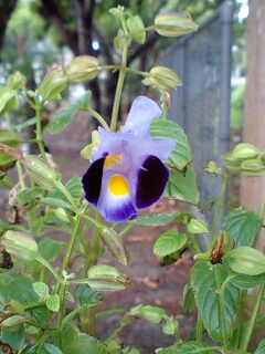 １１／５・奄美大島の天気