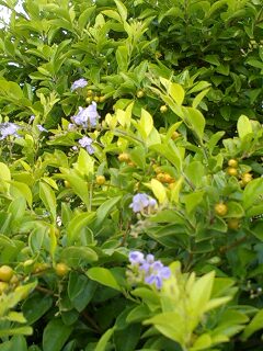 １１／７・奄美大島の天気