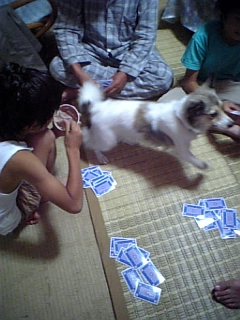 奄美大島どいて