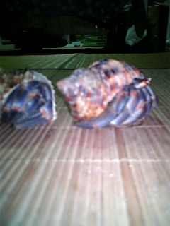 奄美大島立冬…？？