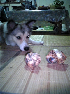 奄美大島立冬…？