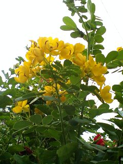 １１／１０・奄美大島の天気