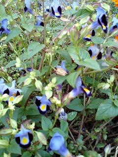 １１／１８・奄美大島の天気