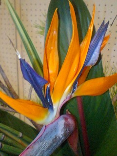 １１／２４・奄美大島の天気