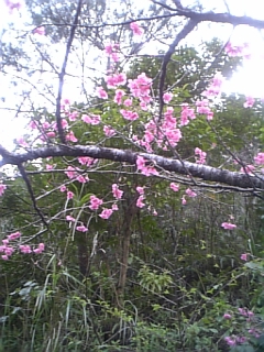 奄美大島桜
