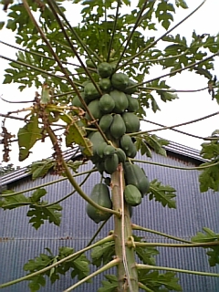 奄美大島野菜？果物？