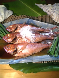 奄美の魚販売促進部
