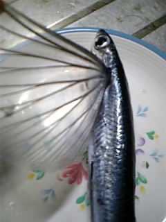 奄美大島海の恵み