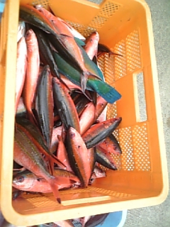 奄美大島追い込み漁