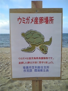 奄美大島ウミガメ