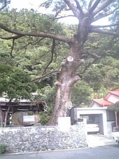 奄美大島西郷さん