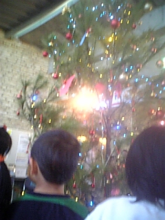 奄美のクリスマスツリー
